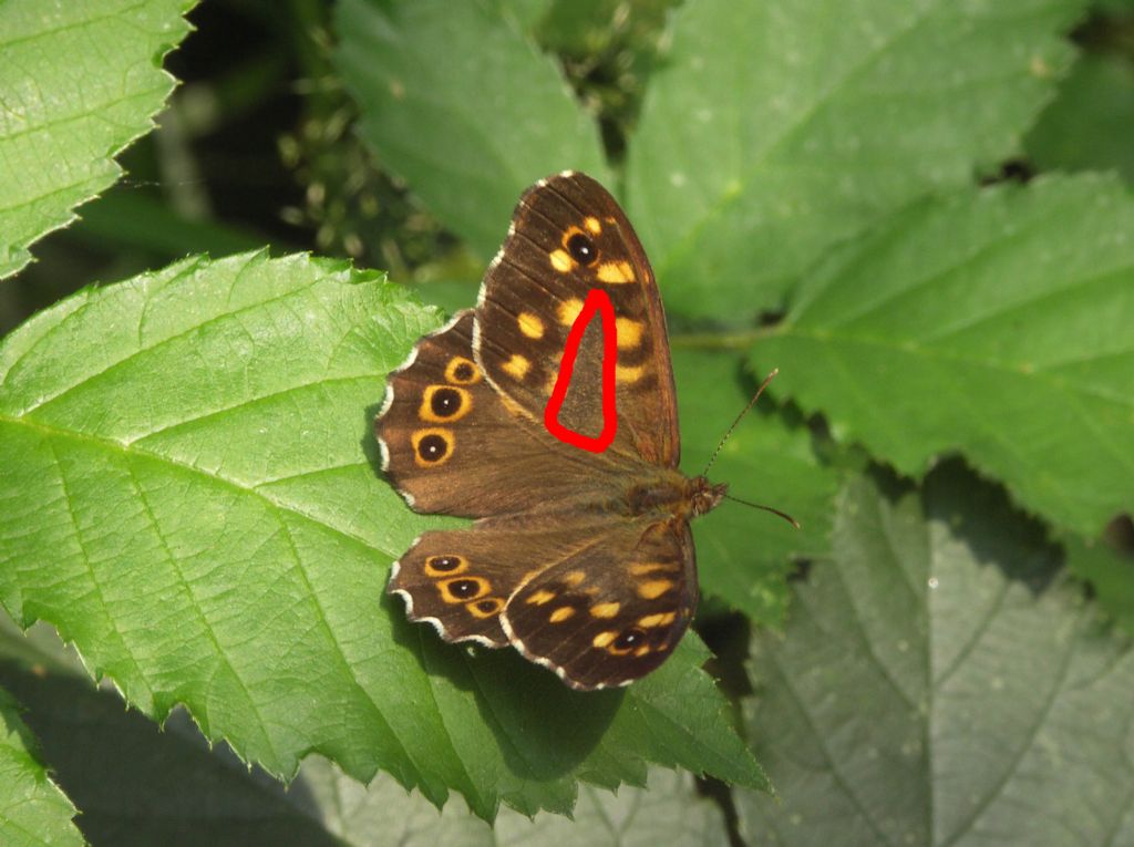 Pararge aegeria, Nymphalidae